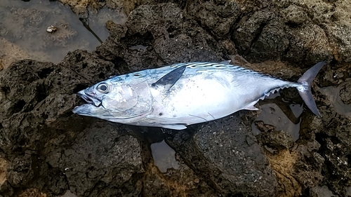 スマガツオの釣果