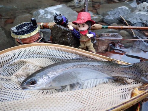 ニジマスの釣果