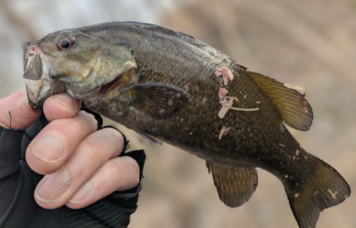 スモールマウスバスの釣果