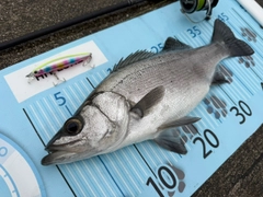 ヒラスズキの釣果