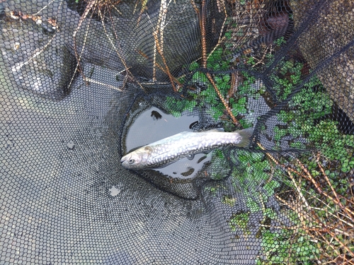 イワナの釣果