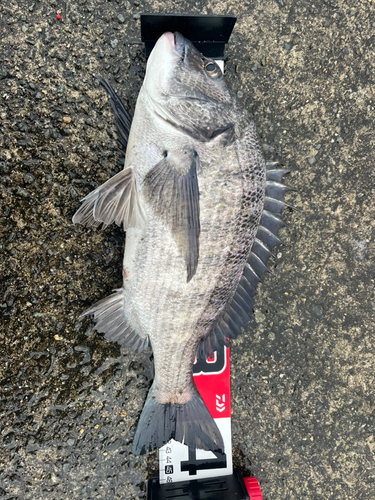 チヌの釣果