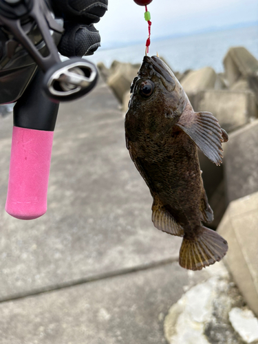 ソイの釣果