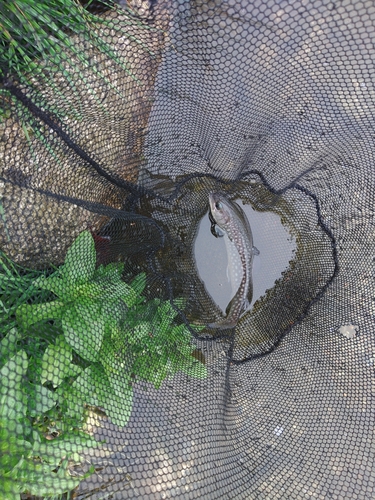 イワナの釣果