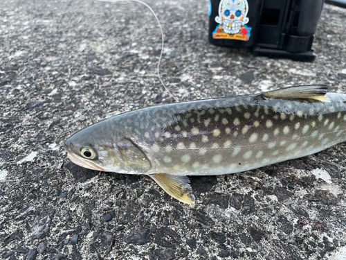 アメマスの釣果