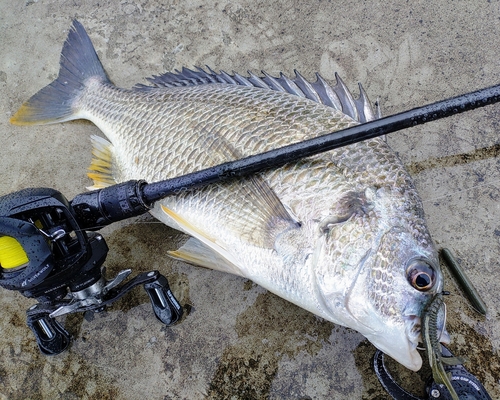 キビレの釣果