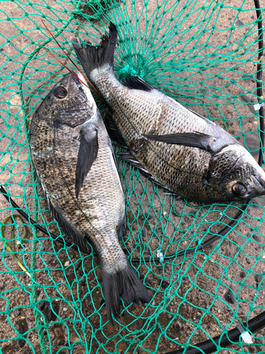 クロダイの釣果