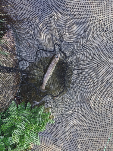 イワナの釣果