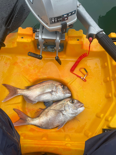 タイの釣果