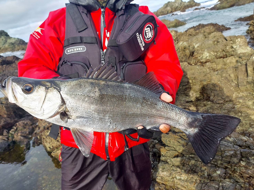 ヒラスズキの釣果