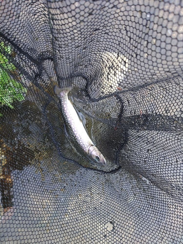 イワナの釣果