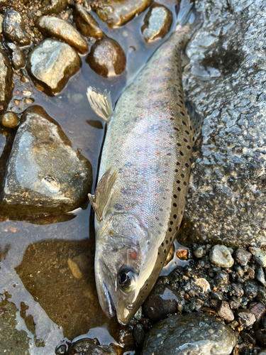 アマゴの釣果