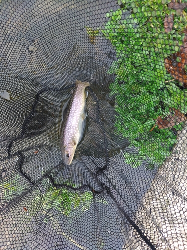 イワナの釣果