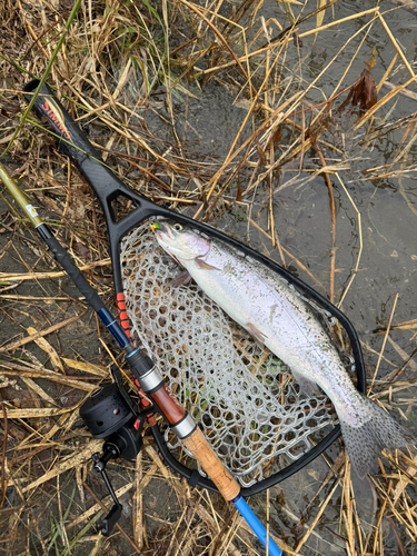 ニジマスの釣果