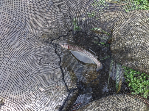 イワナの釣果