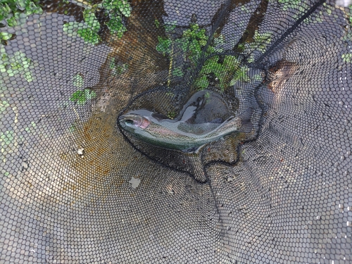 ニジマスの釣果