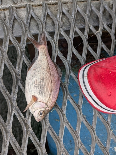 ウミタナゴの釣果