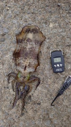 アオリイカの釣果
