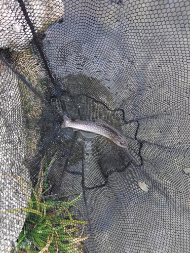 イワナの釣果