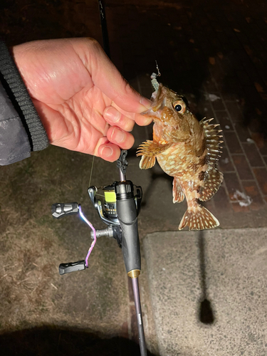 アラカブの釣果