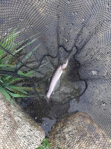 イワナの釣果