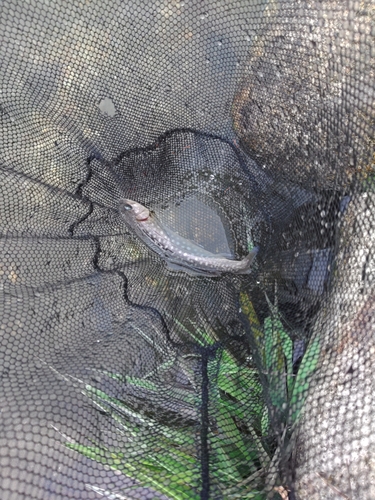 イワナの釣果