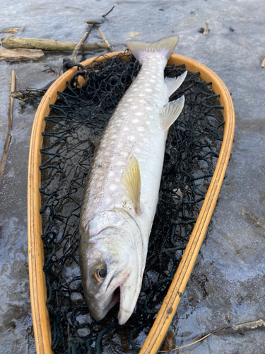 アメマスの釣果