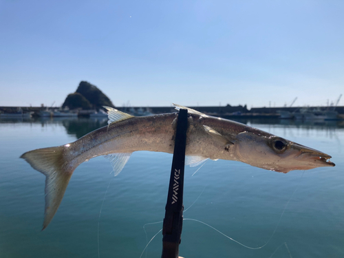 カマスの釣果