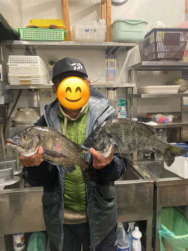 クロダイの釣果