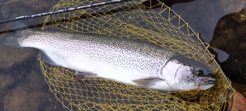 ニジマスの釣果