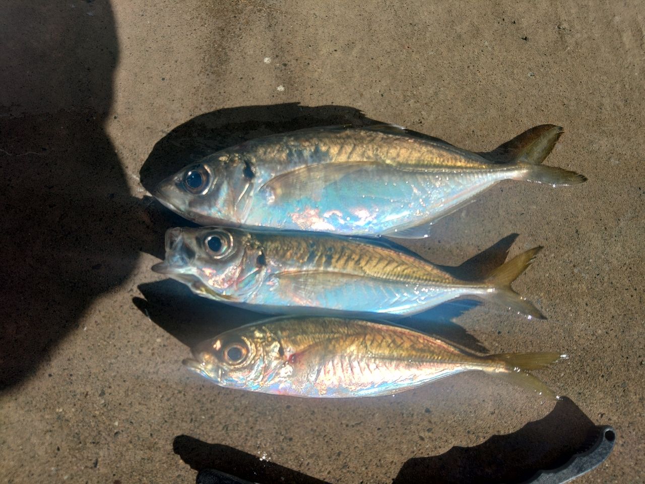 シイラ