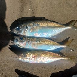 シイラ