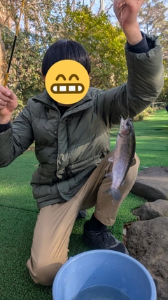 ボラの釣果