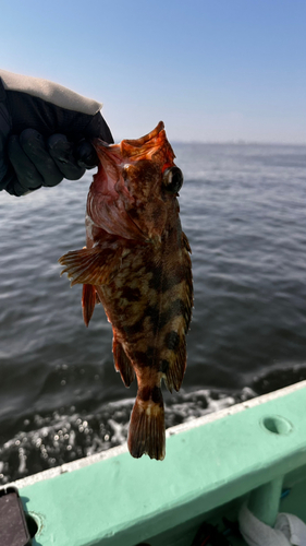 カサゴの釣果