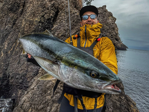 ワラサの釣果