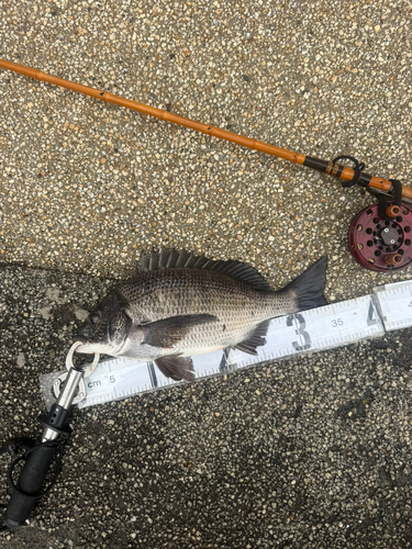 クロダイの釣果