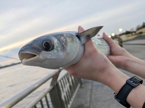 ボラの釣果