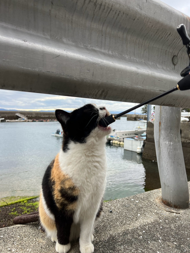 アラカブの釣果