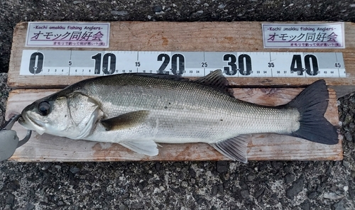 セイゴ（タイリクスズキ）の釣果