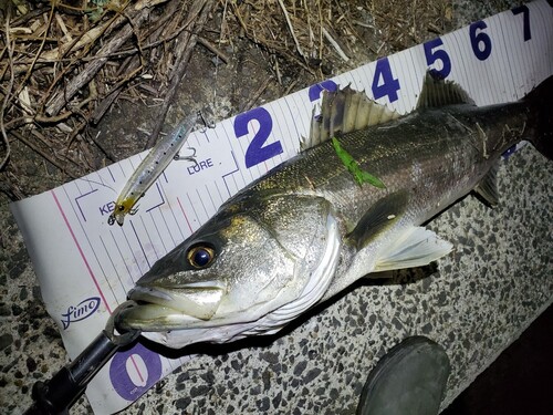 シーバスの釣果