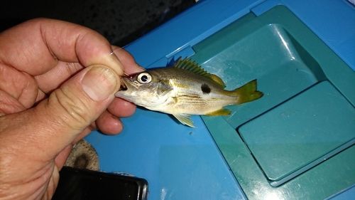 ニセクロホシフエダイの釣果