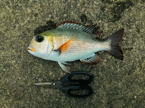 ヨコシマクロダイの釣果