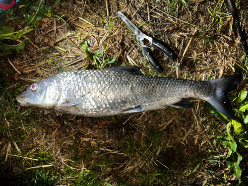 ニゴイの釣果