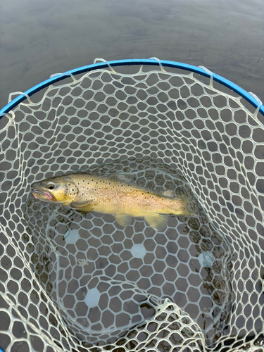 ブラウントラウトの釣果