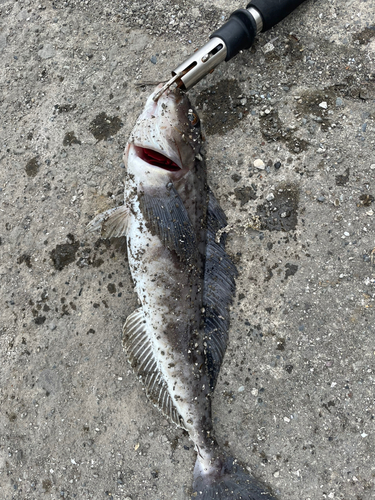 ホッケの釣果