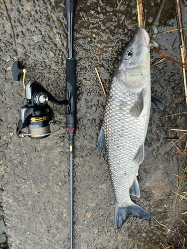 ニゴイの釣果