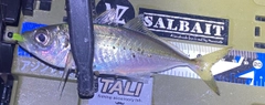 マアジの釣果