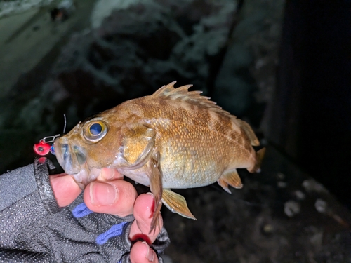 ガヤの釣果