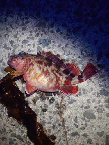 カサゴの釣果