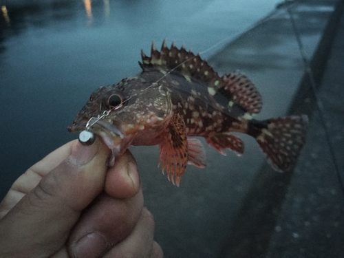 カサゴの釣果